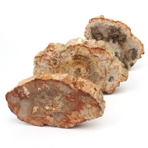 Petrified Wood Fossil