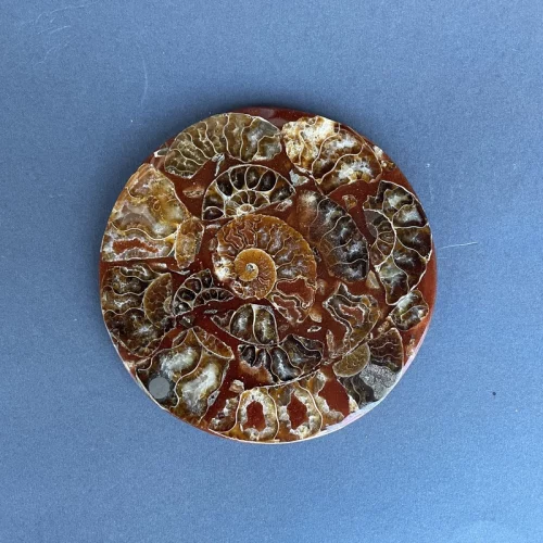 Ammonite Fossil Coaster