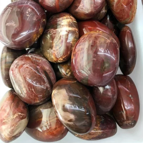 Wood Fossil Palm Stone